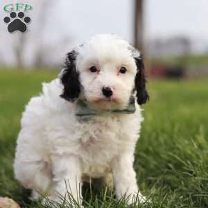 Mason, Cavapoo Puppy